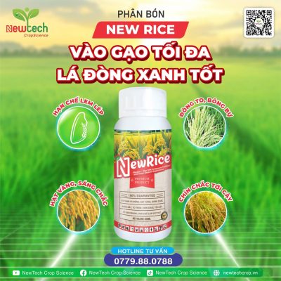 New Rice - Giúp vào gạo tối đa, hạt vàng sáng chắc