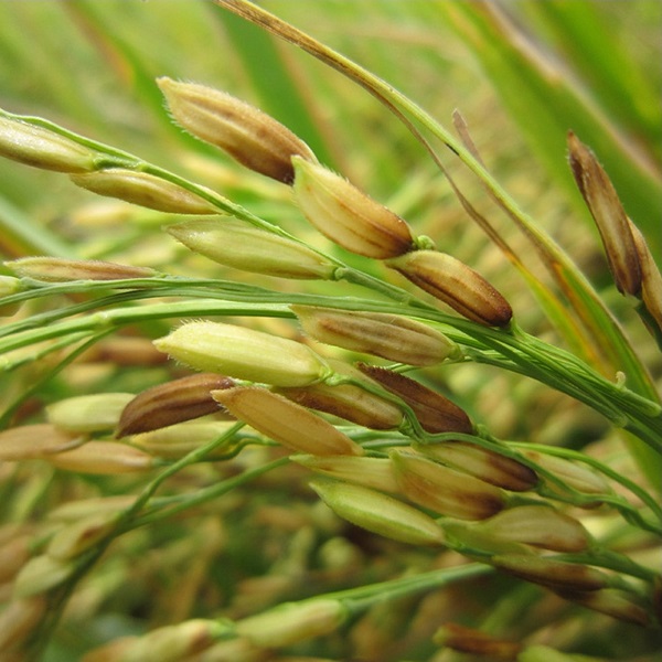 Hình ảnh lúa bị lem lép hạt