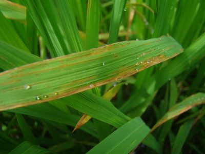 Hình ảnh lúa bị cháy bìa lá
